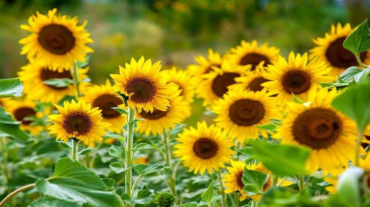 sunflower