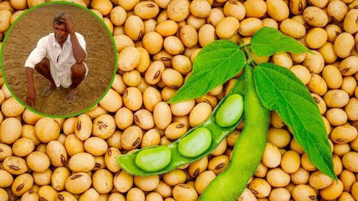 soybean crop soybean crop