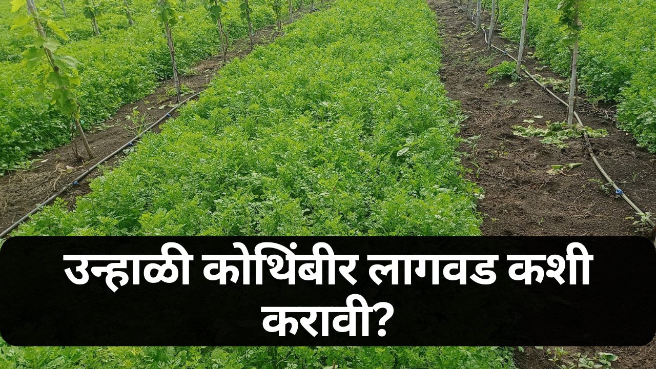 कोथिंबीर लागवड कोथिंबीर लागवड