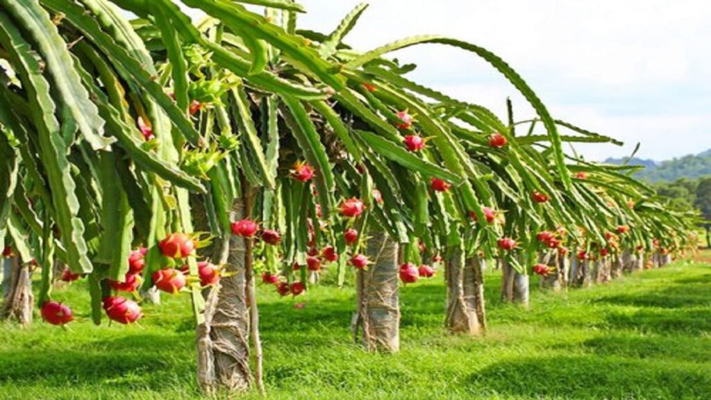 dragon fruit