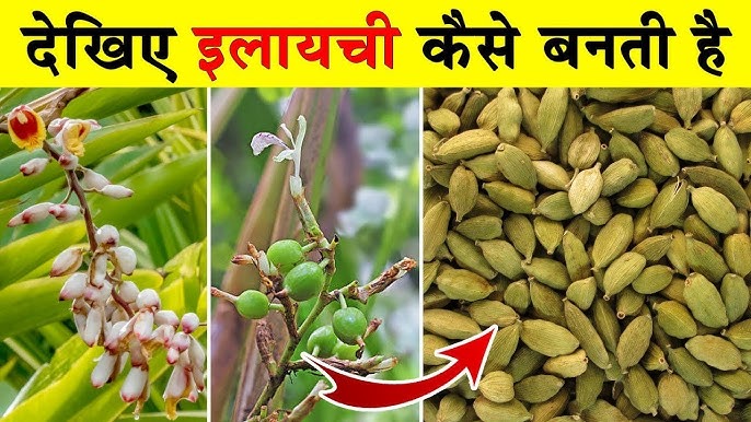 इलायची