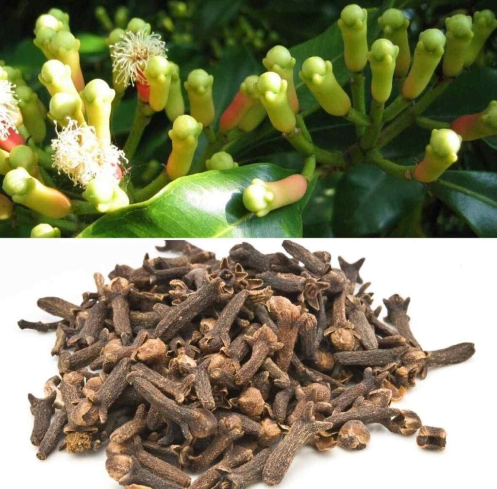 लवंग लागवड