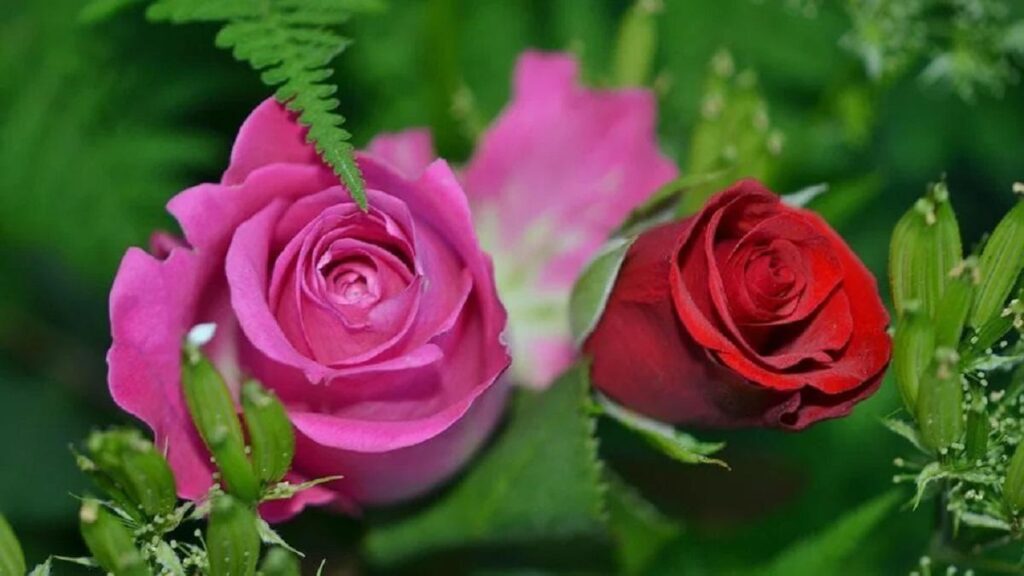 rose farming
