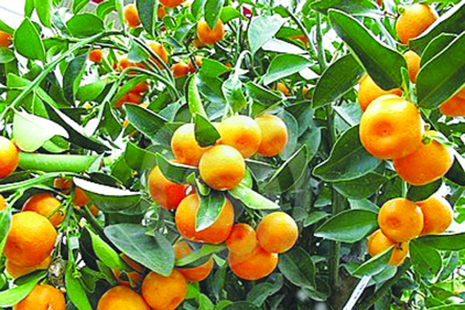 orange farming