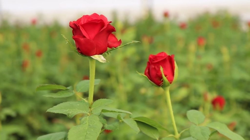 गुलाब लागवड