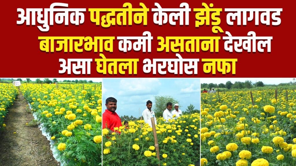 झेंडू लागवड
