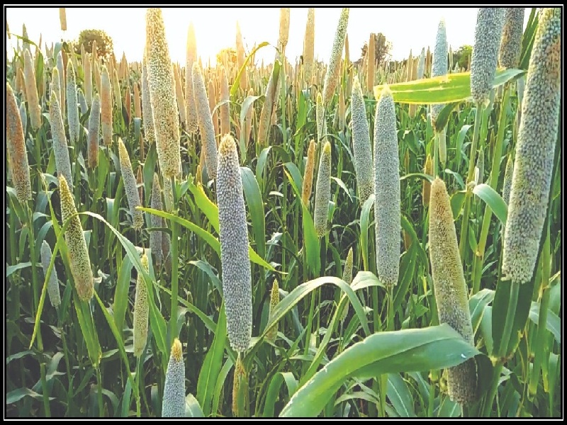 बाजरी लागवड