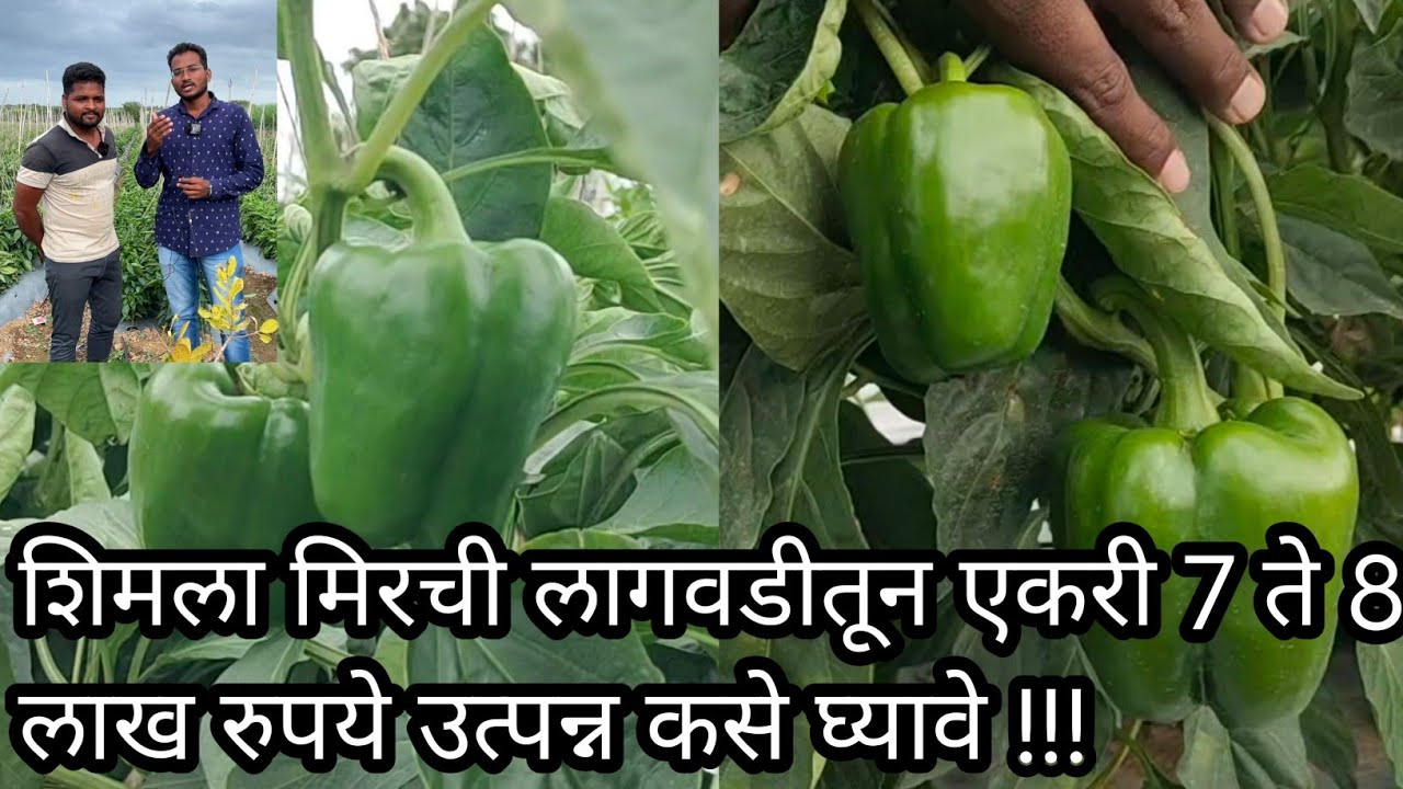 शिमला मिरची शिमला मिरची