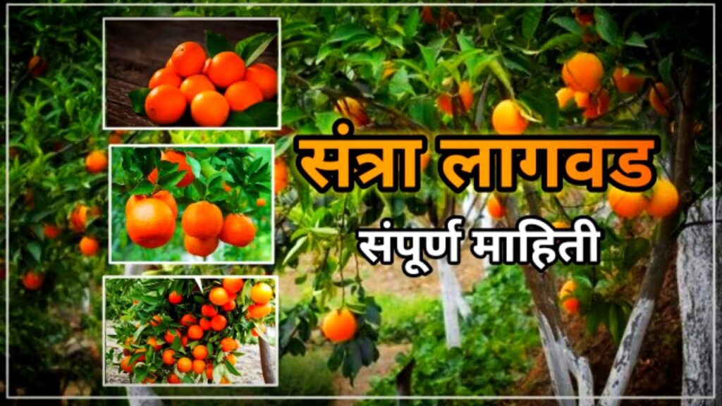 संत्री लागवड