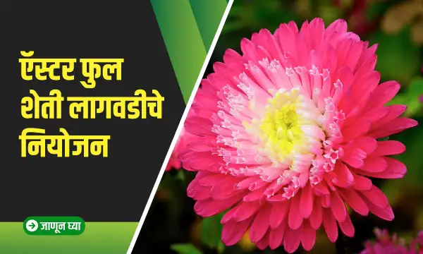 aster lagwad