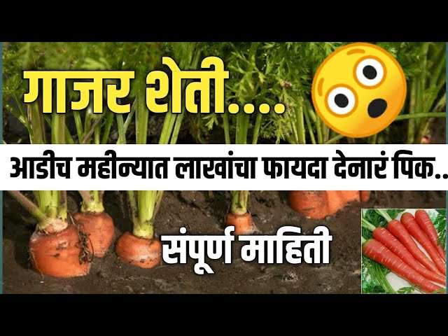 गाजर लागवड